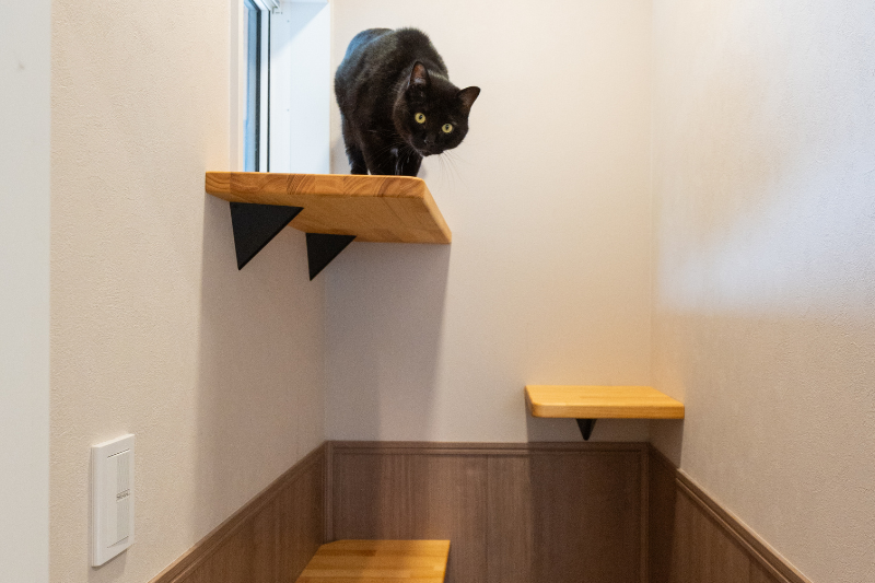 猫と人が気持ちよく暮らす家づくり。──猫好きさんのための、優しい住まい設計